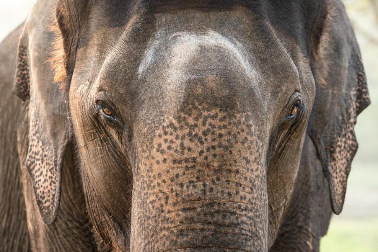 Kaav Safari Lodge, Kabini Begūr Екстериор снимка