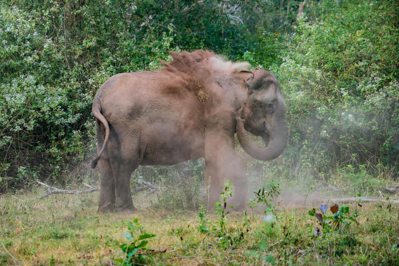Kaav Safari Lodge, Kabini Begūr Екстериор снимка